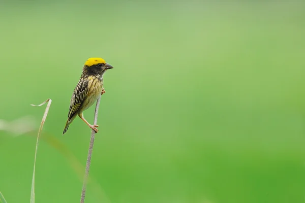 Pruhovaný weaver, krásný pták prohlížení na větvi jako pozadí — Stock fotografie