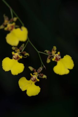 Oncidium Orkidesi siyah arkaplanda izole edildi