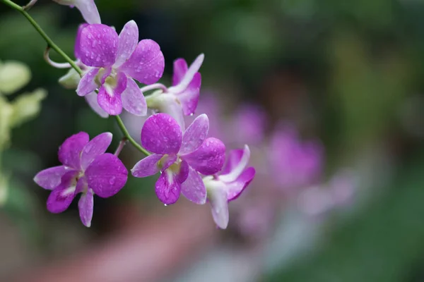 Красива Фіолетова Квітка Орхідеї Саду — стокове фото
