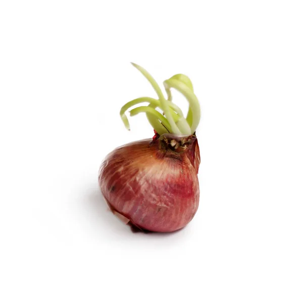 Growing Head Onion Small Green Shoots Roots Isolate White Background — Stock Photo, Image