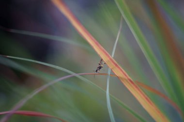 Yeşil yaprağa tüneyen eşekarısı
