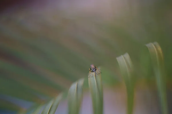 Vosa Sedící Zeleném Listu — Stock fotografie