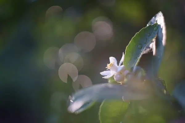 石灰花朵在自然界中盛开为背景 — 图库照片