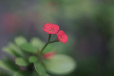 Yeşil arka planda Euphorbia milii kırmızı çiçekler