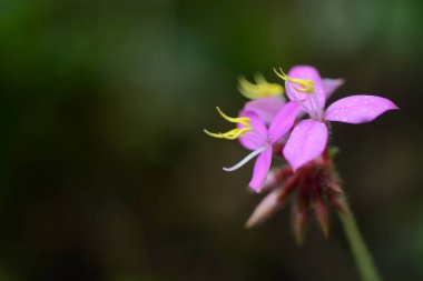Melastoma malabathricum L. Güzel Tayland bitkisi, Chiangmai, Tayland