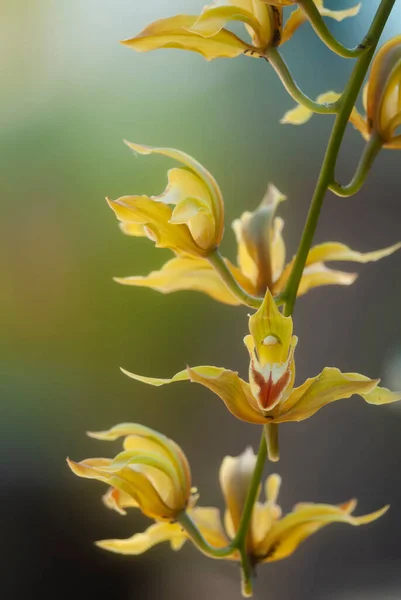 Cymbidium Lowianum Rchb Beautiful Thai Orchid Chiangmai Thailand — Stock Photo, Image