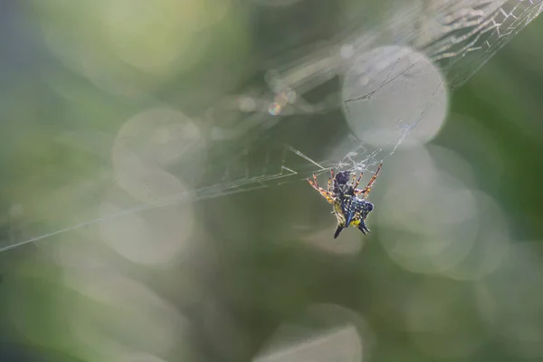 Pavouk Sedící Webu Jako Pozadí — Stock fotografie