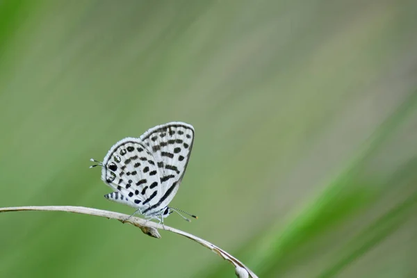 Motyl Siedzący Liściu Jako Tło — Zdjęcie stockowe