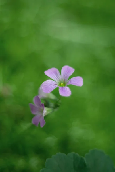 Pink Woodsorrel Flowers Nature Background — ストック写真