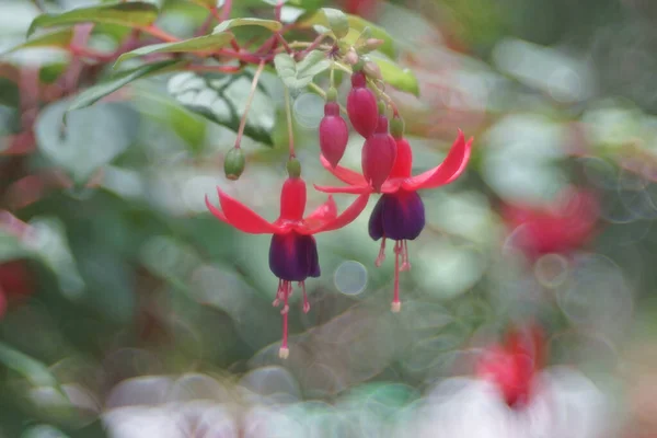 Fuchsia Flowers Garden Background — Stock Photo, Image