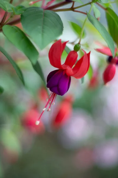 Fuchsia Flowers Garden Background — Φωτογραφία Αρχείου