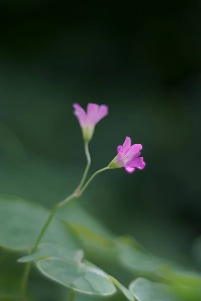 Pink Woodsorrel Flowers Garden Background — ストック写真