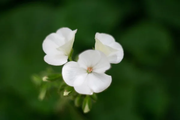 Phlox Kwiaty Ogrodzie Kwiaty Jako Tło — Zdjęcie stockowe