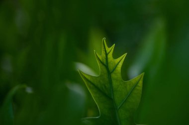 Eğreltiotu yaprağı doğal yeşil arkaplan