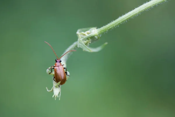 Käfer Hockt Auf Gras Über Grünem Hintergrund — Stockfoto