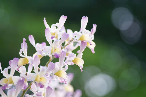 Orchid Flower Nature Background — Stock Photo, Image