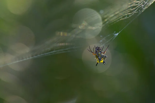 Aranha Close Teia Aranha Como Fundo Inseto — Fotografia de Stock