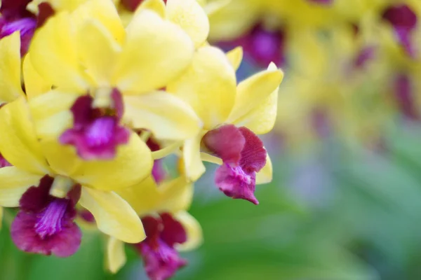 Yellow Orchid Nature Background — Stock Photo, Image