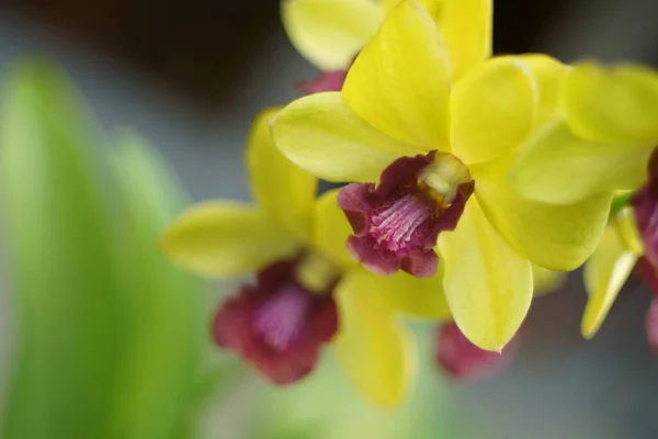 Yellow Orchid Nature Background — Stock Photo, Image