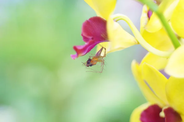 Pavouk Chytání Mouchy Pod Květy Jako Příroda Pozadí — Stock fotografie