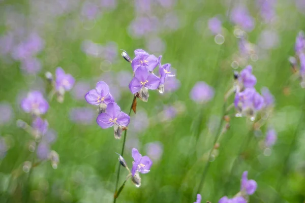 Murdannia Giganteum Flowers Blossom Nature Background — Stock Photo, Image