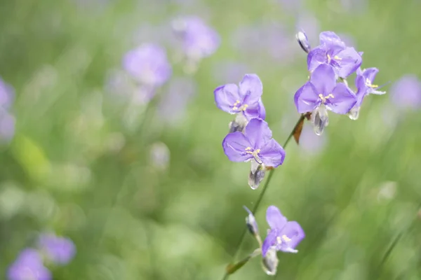 Murdannia Giganteum Blumen Blühen Ist Natur Hintergrund — Stockfoto
