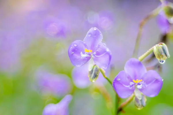 Murdannia Giganteum Flowers Blossom Nature Background — Stock Photo, Image