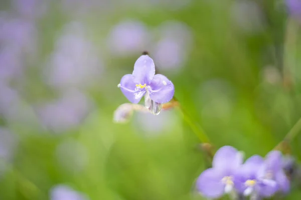 Murdannia Giganteum Flowers Blossom Nature Background — Stock Photo, Image