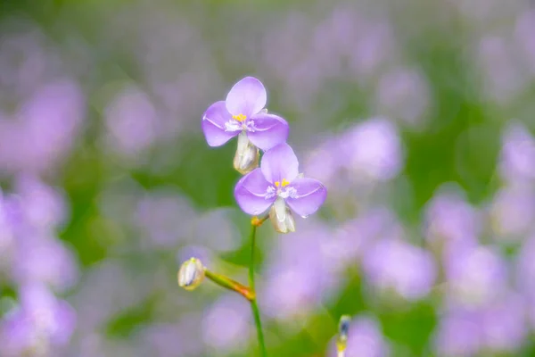 Murdannia Giganteum Flowers Blossom Nature Background — Stock Photo, Image