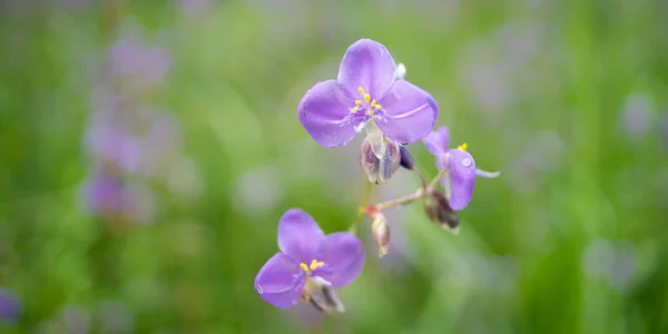 Murdannia Giganteum Flowers Blossom Nature Background — Stock Photo, Image