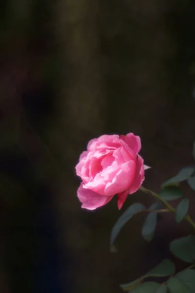 自然界背景下美丽的粉红色玫瑰花 — 图库照片