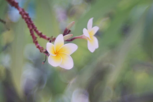 White Plumeria Flowers Blossom Nature Background — Zdjęcie stockowe