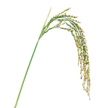 Beyaz arka planda çeltik pirinç