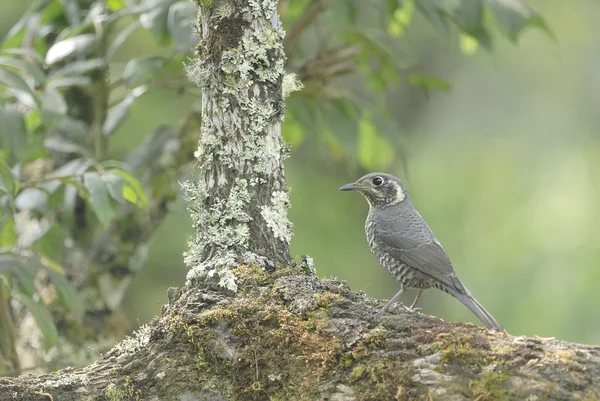 Pájaro en la mejor percha (Roca-Zorzal de vientre castaño), Chiangma —  Fotos de Stock