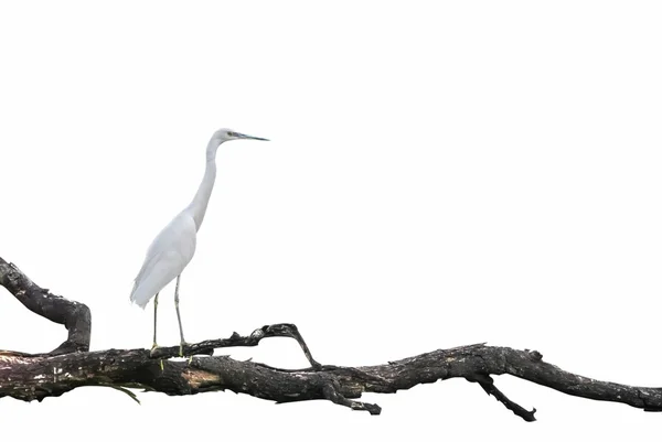 Eastern Great Egret in breeding season stand on best perch — Stock Photo, Image