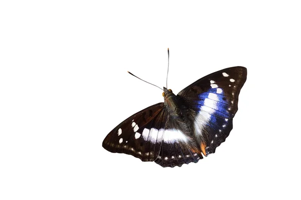 Butterfly Thailand "Kerajaan Ungu India " — Stok Foto