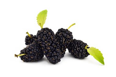 Beyaz arka plan üzerinde izole yaprak dut