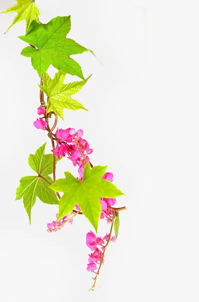 Green leave and pink flower — Stock Photo, Image