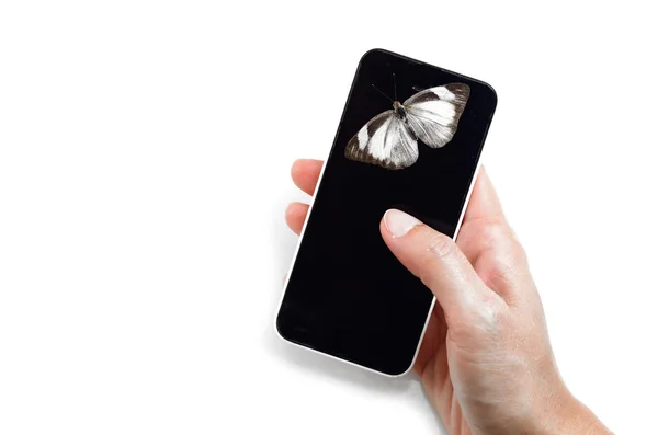 Butterfly on cell phone in human hands — Stock Photo, Image