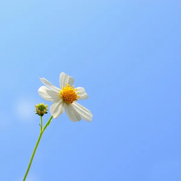 白い花と春の境界線の背景 — ストック写真