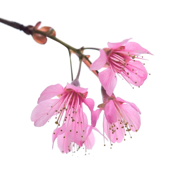 Wild Himalayan Cherry Blossom — Stock Photo, Image