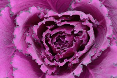 Güzel lahana süslemeleri Sevgililer günü için kalp gibi Bahçe bakmak