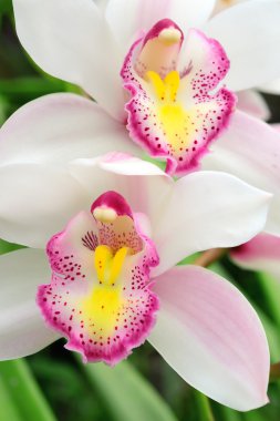 Vahşi orkide pembe renk