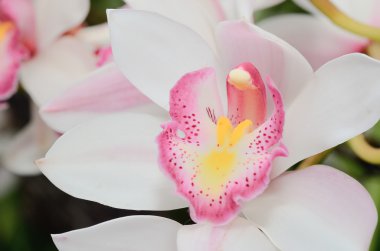 Vahşi orkide pembe renk