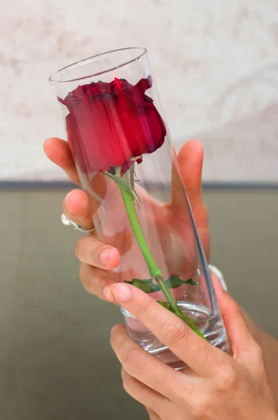 Red rose in vase for valentine's day — Stock Photo, Image