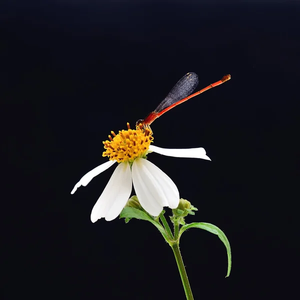 黒の背景に分離株の美しい花とトンボ — ストック写真