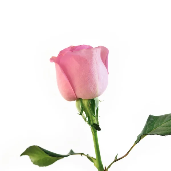 Różowe róże izolować na białym na Walentynki — Zdjęcie stockowe