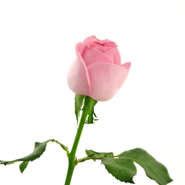 粉红玫瑰隔离在白色情人节那天 — 图库照片