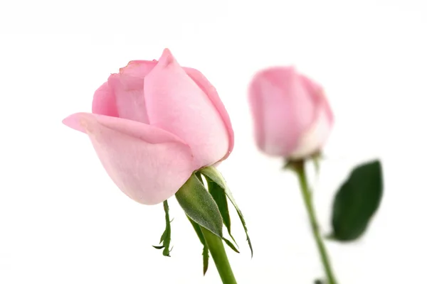 Pink roses isolate on white for valentine's day — Stock Photo, Image