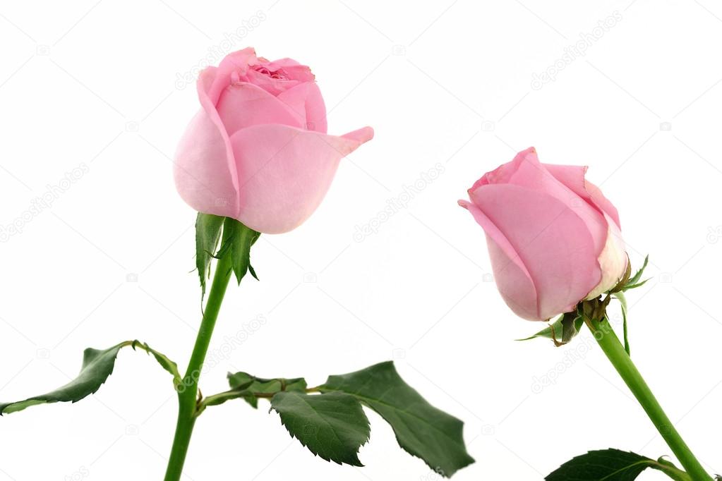 Pink roses isolate on white for valentine's day